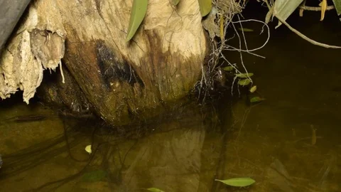 Small green frog sound. Stock Footage 72817277