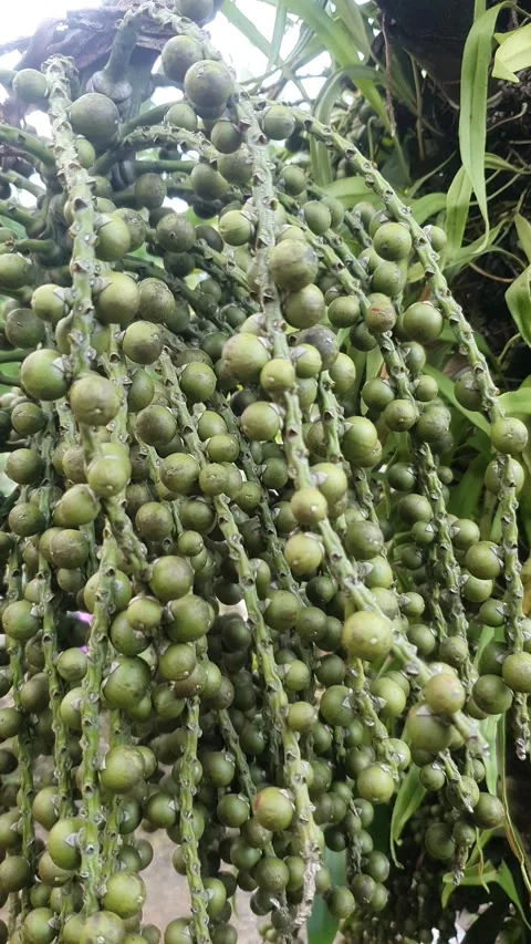 Small green fruit bunch on the tree Stock Footage 311683082