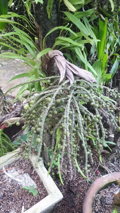 Small green fruit bunch on the tree Stock Footage 311694270