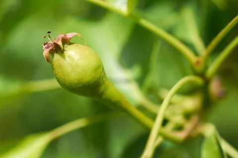 Small green fruit pear tree grows in garden Stock Photos