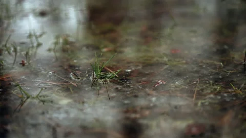 Small green grass blades pushing through thin ice and shallow water 스톡 동영상 329402650