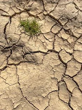 Small green grass patch growing on cracked, dry soil. Natural sunlight high.. 스톡 사진
