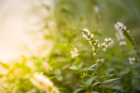 Small green grass in sunlight Stock Photos