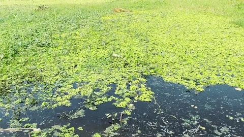 Small green grass on the water and bckground water , background green grass Stock Footage 224876313
