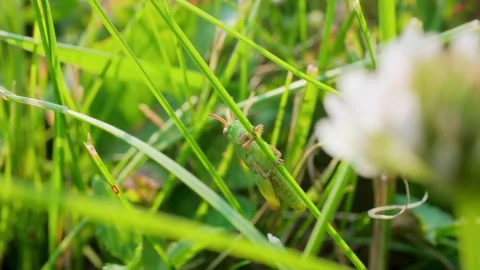 Small Green Grasshopper Clinging to Blade of Grass Macro Video Stock Footage 341885296