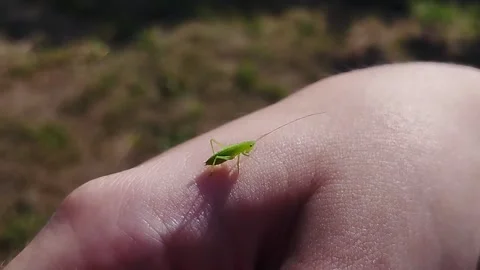 Small green grasshopper on hand. Stock Footage 253754050