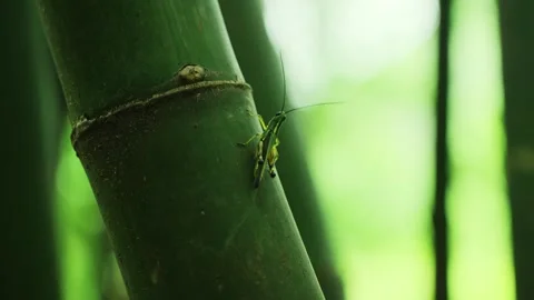 Small Green Grasshopper Perched on Bamboo Stalk in Tropical Forest Environment Stock Footage 342096370
