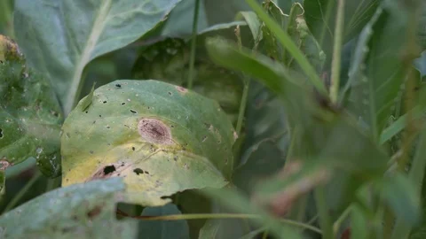 Small green grasshopper perched on a leaf. 库存影片 124161198