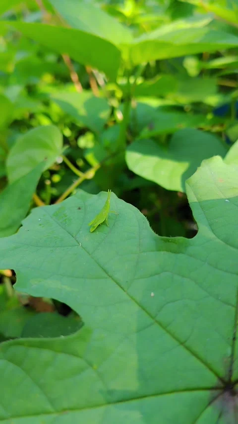 A small green grasshopper perches on a large leaf Stock Footage 330644393