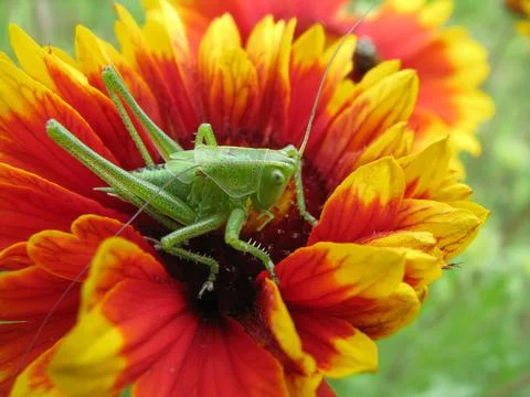 Small green grasshopper Stock Photos