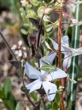 Small green grasshopper resting on a light blue flower petal Photos