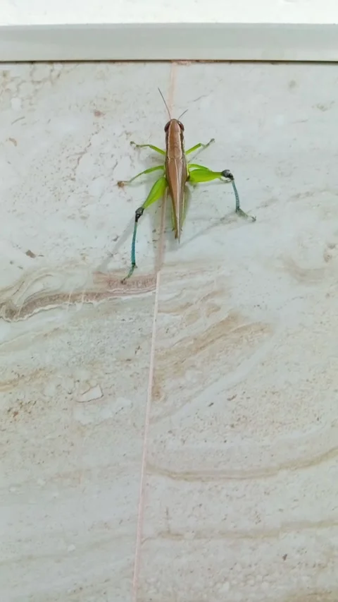 Small green grasshopper resting on a smooth surface Stock Footage 346745938