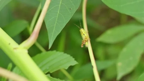 A small green grasshopper is seen perched and still on a cassava tree stem .. Stock Footage 330313975
