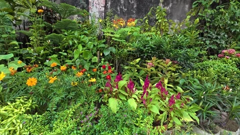 Small green havens have bloomed along the sidewalks Stock Footage 319222000