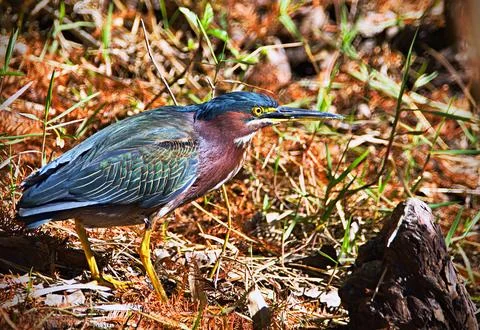Small green heron perched on a patch of dry, grassy ground dotted with rocks Foto stock