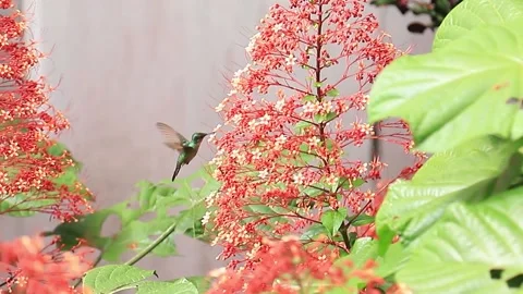 Small green hummingbird sucking nectar Stock Footage