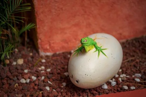Small green iguana statue emerging from white egg Stock Photos