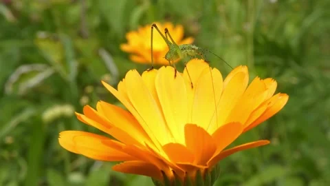 Small green insect reaching edge of yellow marigold petal as goal metaphor Stock Footage 335488129