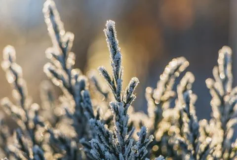 A small green juniper tree with white snow and frost and bokeh lights for Chr Stock Photos