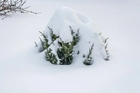 A small green juniper tree with white snow and frost is for Christmas and New Stock Photos