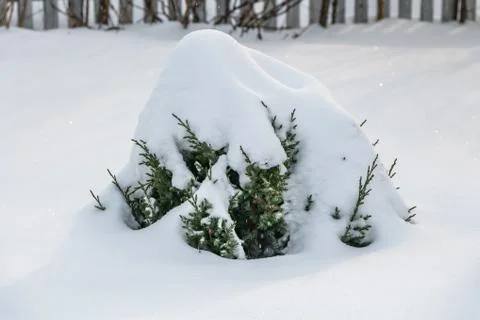 A small green juniper tree with white snow and frost is for Christmas and New Stock Photos