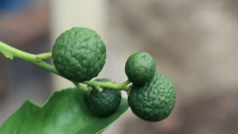 A small green kaffir lime gently swaying on its stem in the breeze, showcas.. Stock Footage 297145376