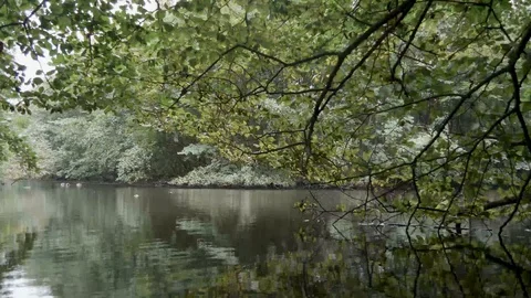 Small green lake in forest with trees and refelection Stock Footage 100106097