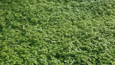 Small green lawn grass texture covering the ground, close up video, hd Stock Footage 104386776