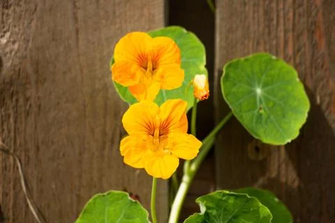 A small green leaf and two orange blossoms Stock Photos