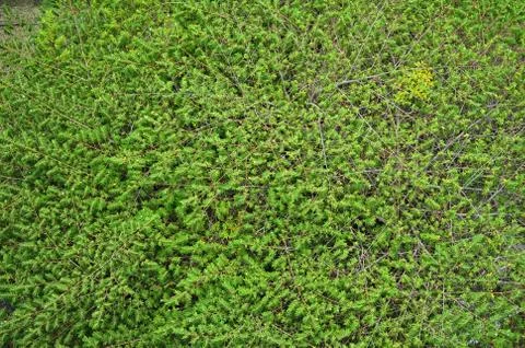 Small green leaf background Stock Photos