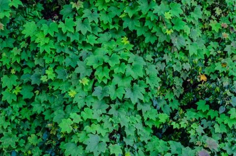 Small green leaf background Stock Photos