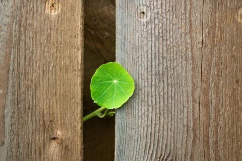 A small green leaf on the background of a tree Stock Photos
