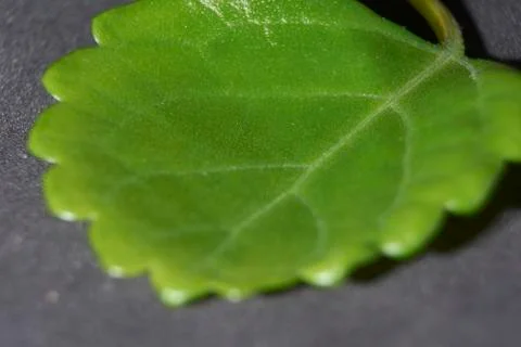 Small green leaf, close-up, macro Stock Photos