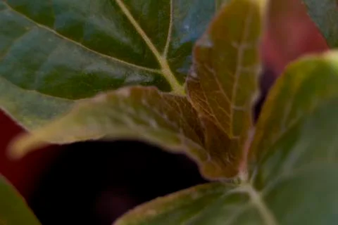 Small green leaf, close-up, macro Stock Photos