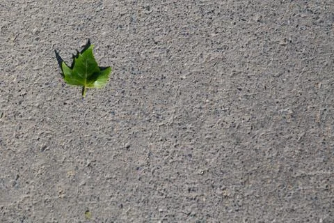 A small green leaf fallen on grey concrete floor Stock Photos