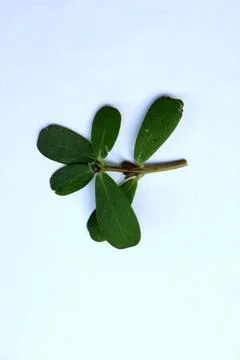 Small Green Leaf Isolated on White Background Minimal Natural Concept Stock Photos