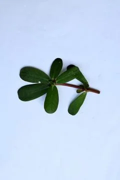 Small Green Leaf Isolated on White Background Minimal Natural Concept Stock Photos