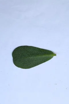 Small Green Leaf Isolated on White Background Minimal Natural Concept Stock Photos