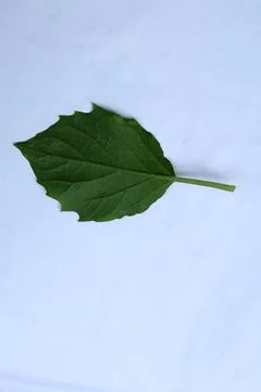 Small Green Leaf Isolated on White Background Minimal Natural Concept Stock Photos