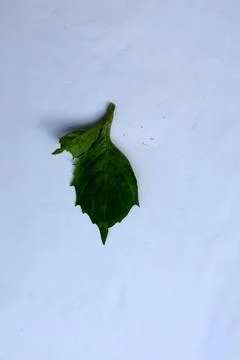 Small Green Leaf Isolated on White Background Minimal Natural Concept Stock Photos