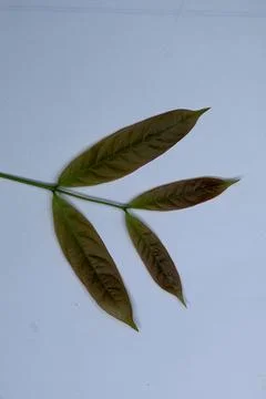 Small Green Leaf Isolated on White Background Minimal Natural Concept Fotos Stock