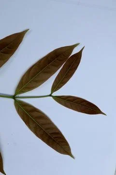 Small Green Leaf Isolated on White Background Minimal Natural Concept Fotos Stock