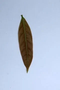 Small Green Leaf Isolated on White Background Minimal Natural Concept Stock Photos