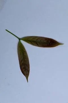 Small Green Leaf Isolated on White Background Minimal Natural Concept Stock Photos