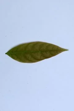 Small Green Leaf Isolated on White Background Minimal Natural Concept Stock Photos