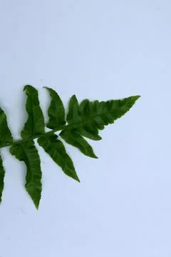 Small Green Leaf Isolated on White Background Minimal Natural Concept Stock Photos