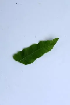 Small Green Leaf Isolated on White Background Minimal Natural Concept Stock Photos