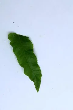Small Green Leaf Isolated on White Background Minimal Natural Concept Stock Photos