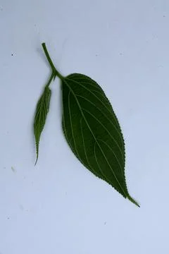 Small Green Leaf Isolated on White Background Minimal Natural Concept Stock Photos