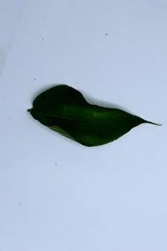 Small Green Leaf Isolated on White Background Minimal Natural Concept Stock Photos